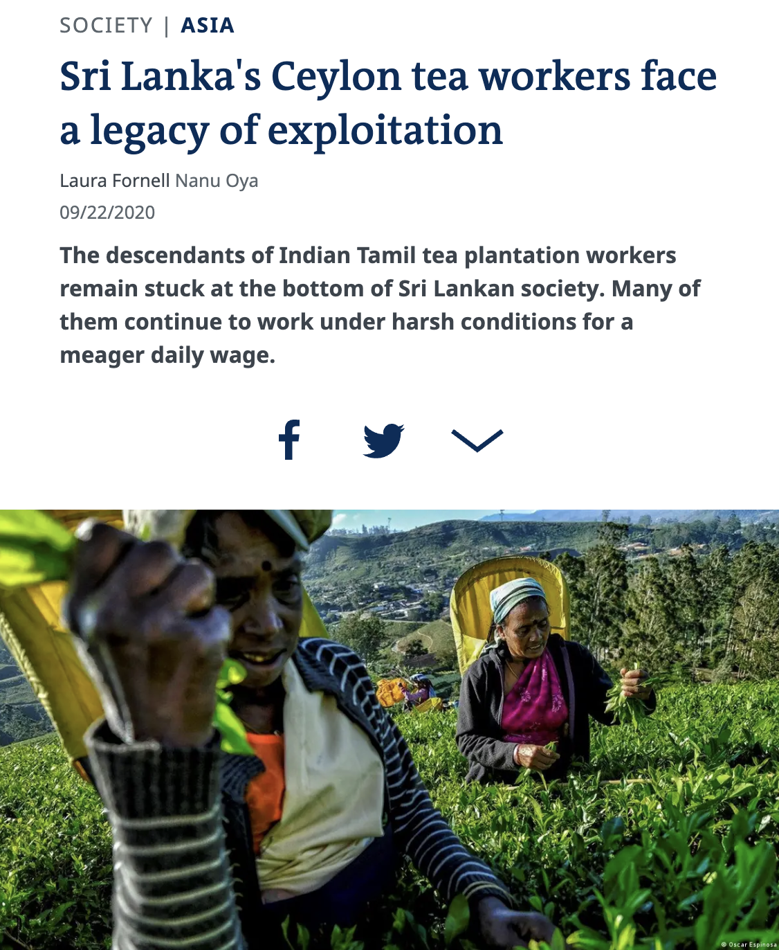 Tea plantation workers in Sri Lanka